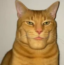 MOG CAT